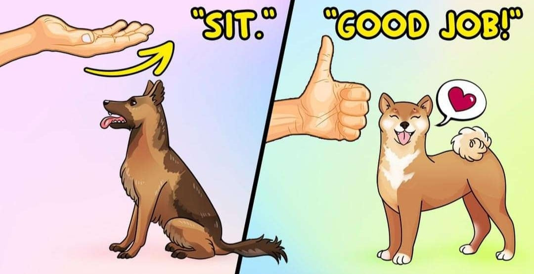 10 Easy Hand Signals to Teach Basic Commands to Your Dog